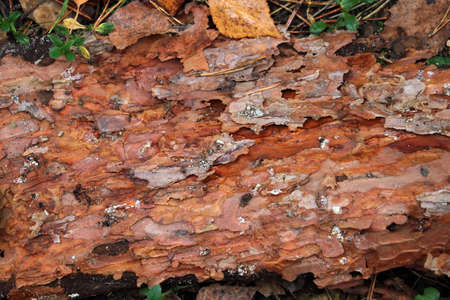 Fallen tree trunk. The bark of the tree is damaged by larvae and insects