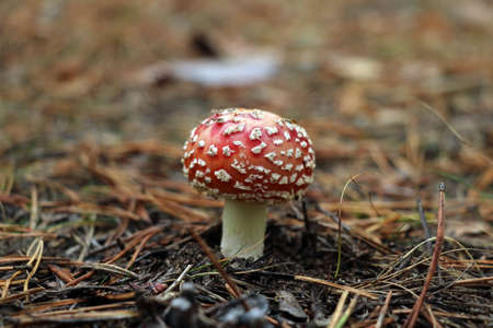 A small mushroom fly agaric in a meadow close-up. Poisonous mushrooms. Poisoning