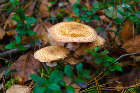 Light edible mushrooms in the forest. The concept of picking berries and mushrooms. Fallの写真素材