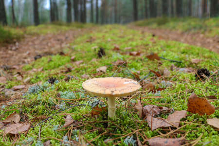 The mushroom grows on green moss in the forestの写真素材