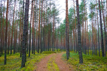Pine fir forest on a cloudy autumn morningの写真素材