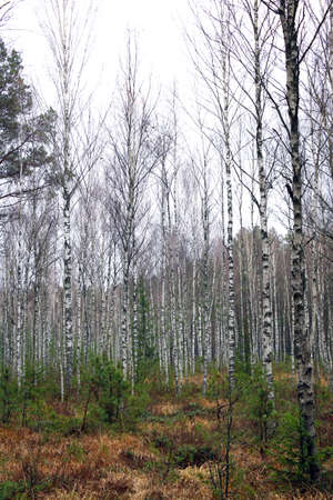Birch forest in late autumn on a foggy morningの写真素材