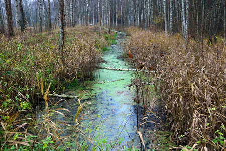 Wetland in the forest in the autumn morningの写真素材