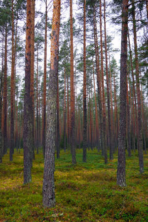 Autumn pine forest on a cloudy dayの写真素材
