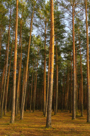 Beautiful pine forest during sunset. Yellow bright colors. Fall. Change of seasonsの写真素材