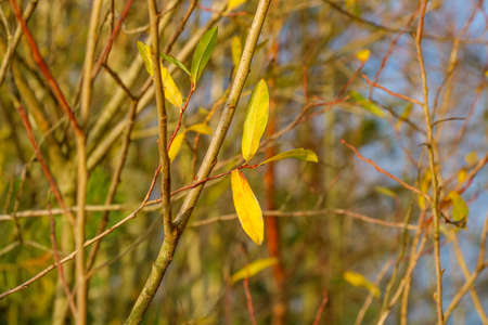 Yellowed leaves on bushes near the water in autumnの写真素材