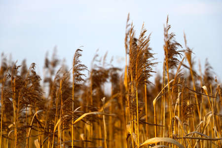 Yellow reeds develop in the wind in autumnの写真素材
