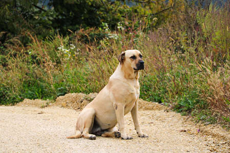 A large light-colored dog sits on a sandy roadの写真素材