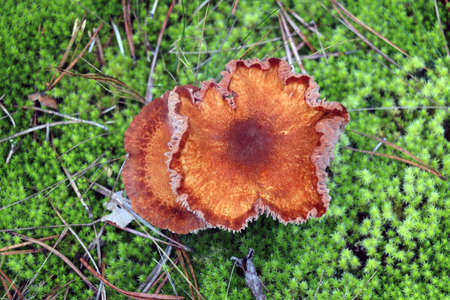 Top view of inedible mushrooms in green mossの写真素材