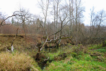 Old dry trees near the bank of a small riverの写真素材