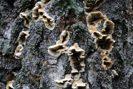 Light mushrooms grow on the dark bark of the treeの写真素材
