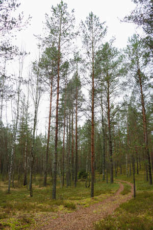 Fir young forest in an autumn cloudy morningの写真素材
