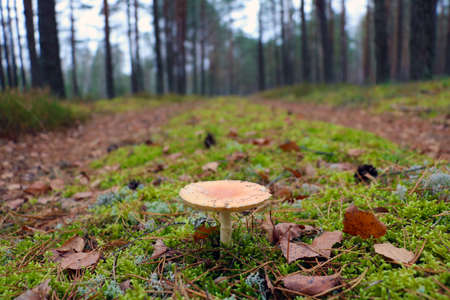 Light mushroom grows in green moss in the autumn forestの写真素材