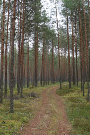 Fir young forest in an autumn cloudy morningの写真素材