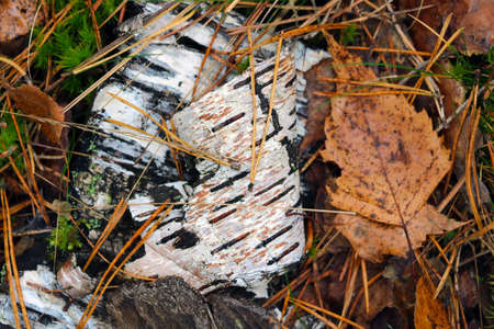 Top view of old birch bark with foliage on the groundの写真素材