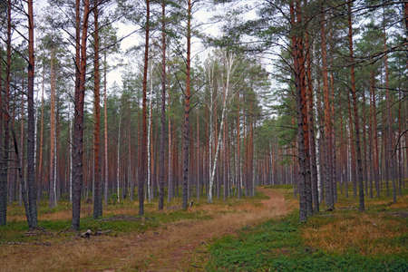 Fir young forest in an autumn cloudy morningの写真素材