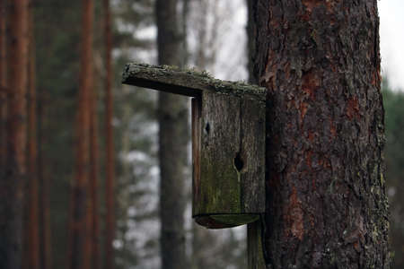 An old birdhouse hangs on a tree in the autumn forestの写真素材