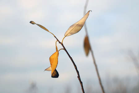 A pair of yellow leaves on a bush branch. The onset of autumn. Cold. Wet damp weatherの写真素材