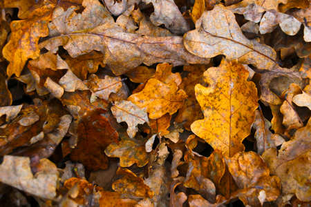 Yellow bright leaves on the ground. Fallの写真素材