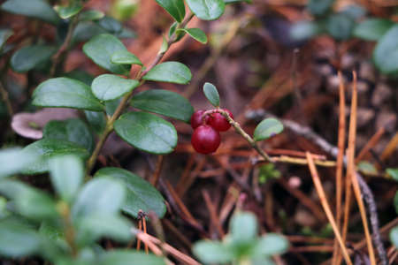 Red berries of a lingonberry in a meadow in the forest. Fallの写真素材