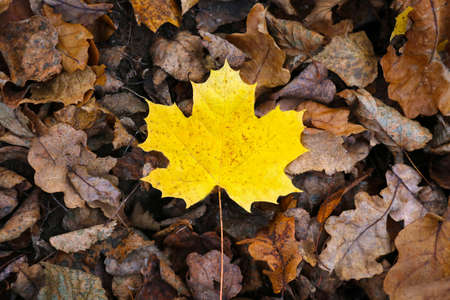 A bright yellow leaf on the ground among gray dry leaves. Fallの写真素材