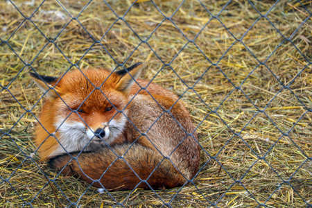 Beautiful red fox close-up behind a net in a rehabilitation center