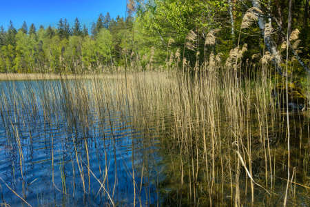 Overgrown shore of a small lake with reedsの写真素材