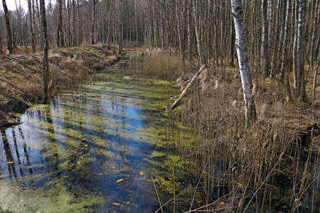 A small lake with a green river in a forest area. Swampiness
