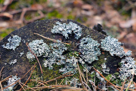 Moss grows on an old tree stump
