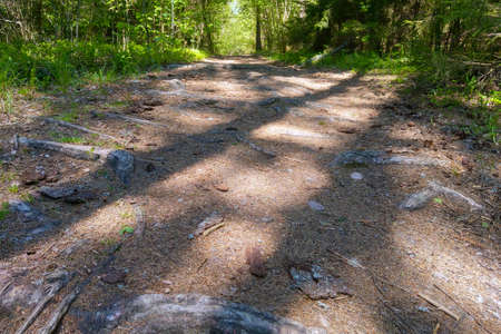 Forest trail in a green forest on a sunny dayの写真素材