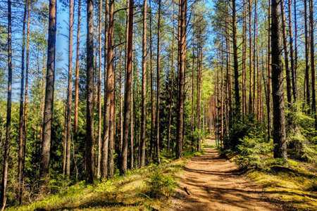 A beautiful pine forest and a walking path. Clean fresh airの写真素材