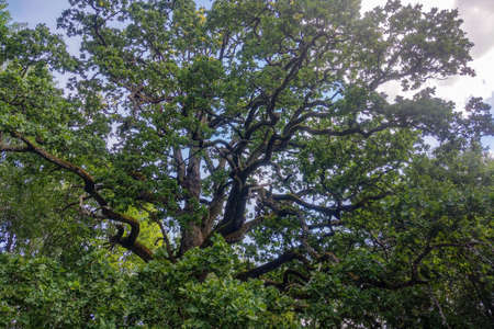 View of a large green oak tree against the background of the skyの写真素材