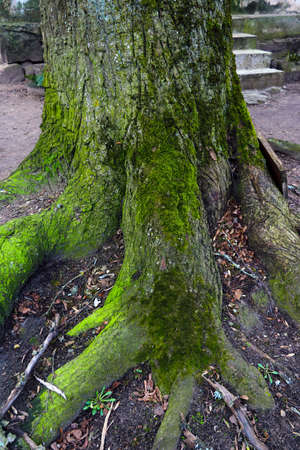 Large roots of an old tree. The trunk of the tree is covered with green mossの写真素材
