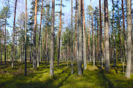 Pure pine green forest. Walking in clean fresh airの写真素材