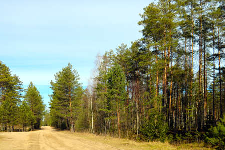 Forest dirt road on a sunny dayの写真素材
