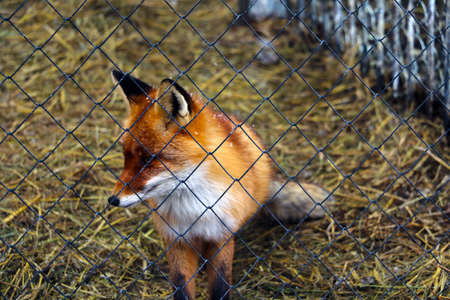 A beautiful red fox behind a cage. Rehabilitation center for wild animals