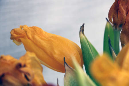 View of the buds of beautiful tulipsの写真素材