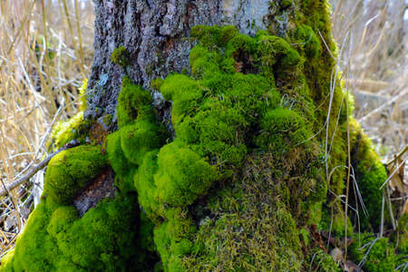 The trunk of a large tree covered with green moss