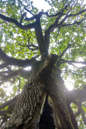 Bottom view of a large old green oak treeの写真素材