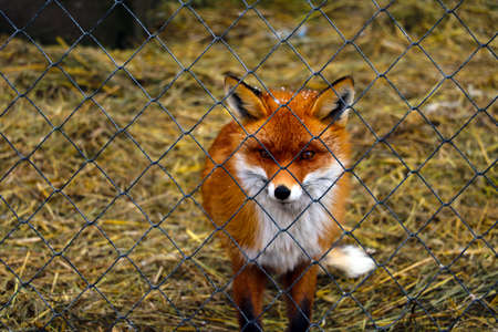 A beautiful red fox behind a cage. Rehabilitation center for wild animals. Animal protectionの写真素材