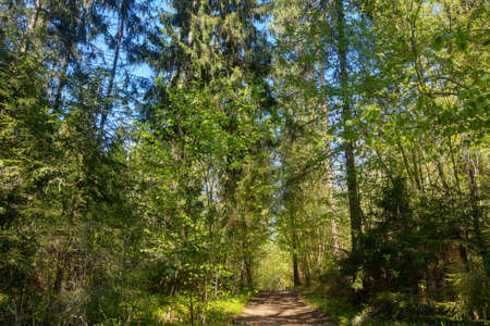 Beautiful green young forest with clean airの写真素材
