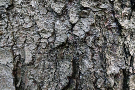 View of the trunk of a large tree, bark. Background, textureの写真素材