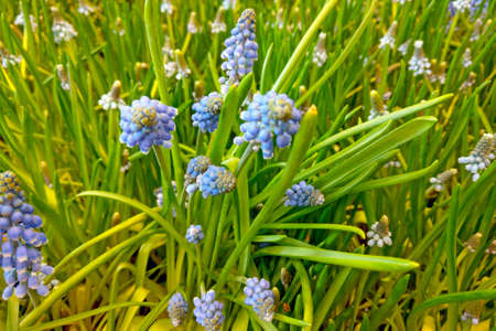 Beautiful blue wildflowers in green grass. Backgroundの写真素材