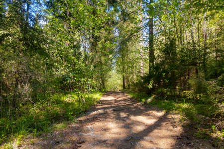 Green young forest. Place for walking. Clean fresh airの写真素材