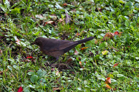 Dark starling on green grass in the gardenの写真素材