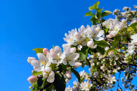 Blooming branch of an apple tree against a blue skyの写真素材