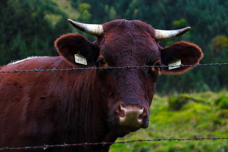 Beautiful dark cow close-up on alpine meadowsの写真素材