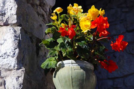 Beautiful red-yellow flowers in flowerpots on the streetの写真素材