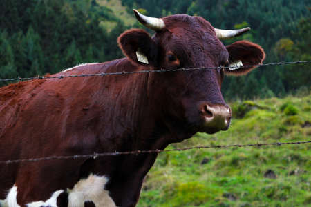 Beautiful dark cow in the meadows of the Alpsの写真素材