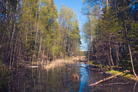 Nice view of a small abandoned lake in the forestの写真素材